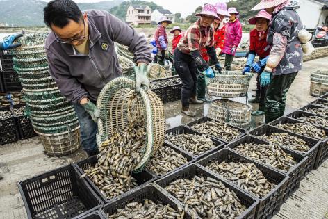 A good harvest of razor clams