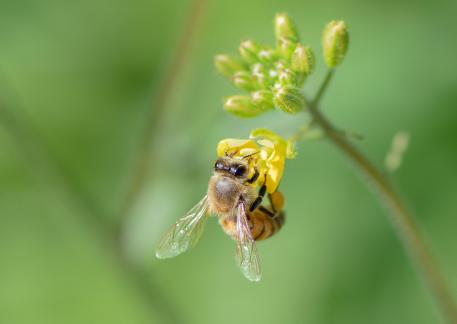 A Bee on Duty No1