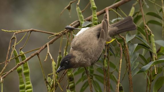 Bulbul Reaches for Pod