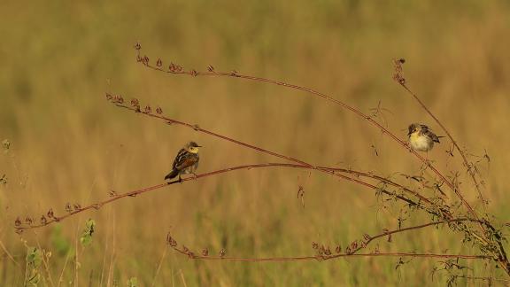 Two Small Birds