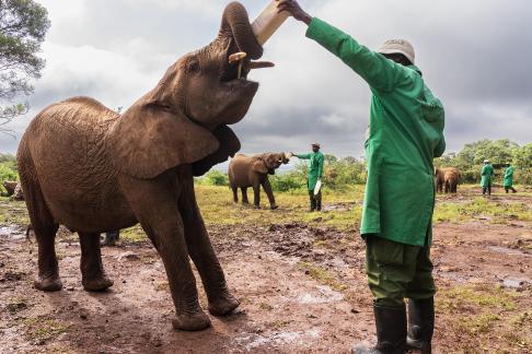 Feeding The Orphan Elephants 01