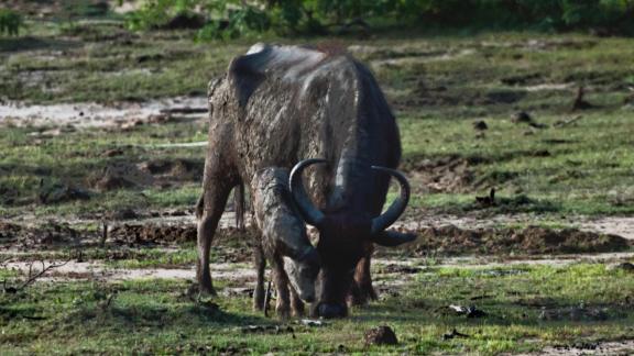 Mum and calf