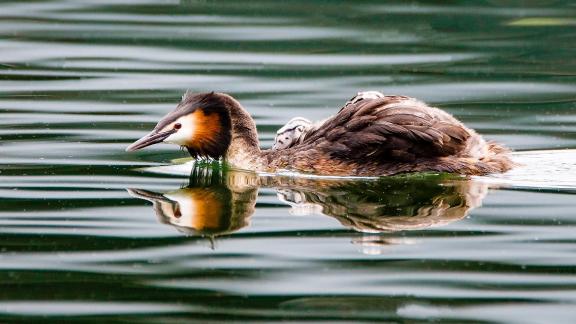 Great Crested Grebes 27