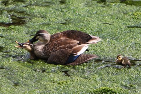 In Front  of Duckling