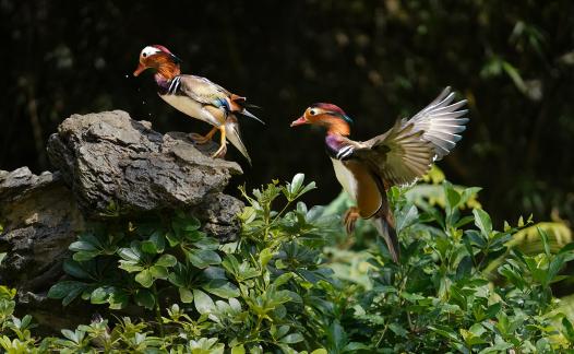 mandarin duck