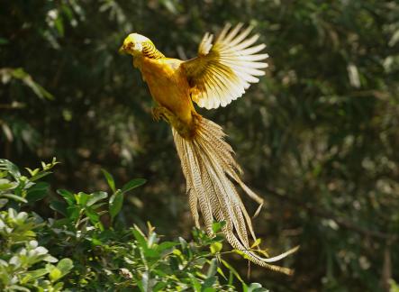 Yellow bellied Golden Rooster