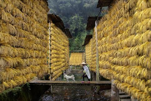 Walking through the golden season