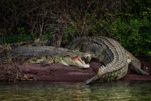 Crocodiles