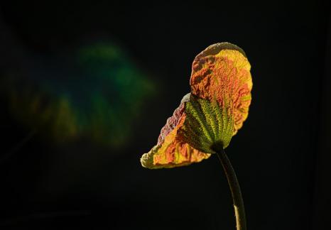 Colorful leaves