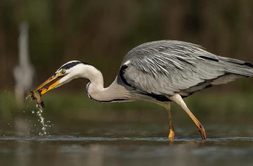 Heron Catching Fish 104