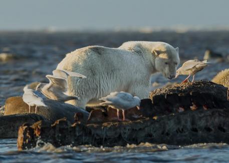 Polar Bear Feeding On Whale  106