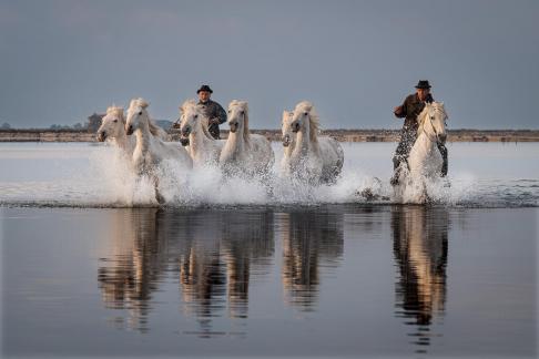 Charging Camargue horses 22