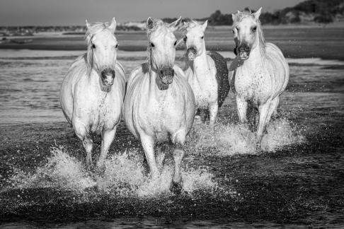 Gallop at the beach 19