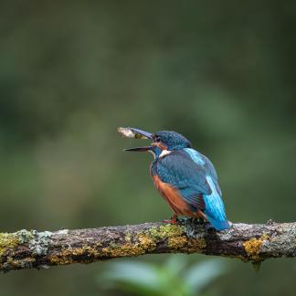 Kingfisher Montseny 4