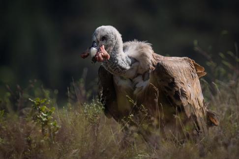 Vulture eating 2