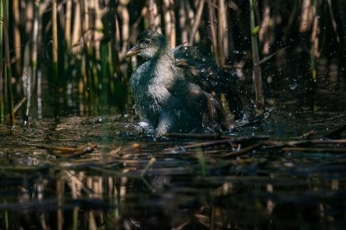 Water chicken 3