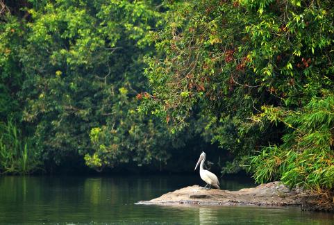 Pelican at Home