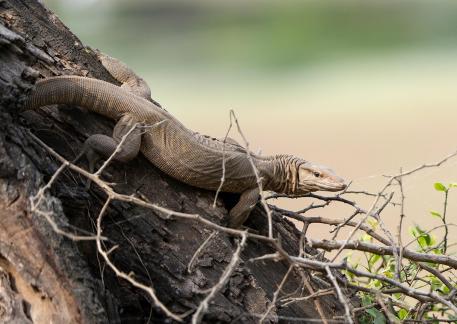 Monitor Lizard