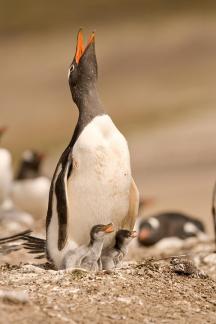 Gentoo penguin family