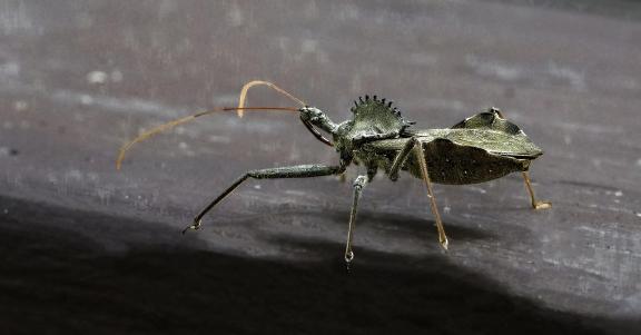 American Wheel Bug