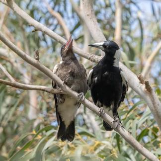 Magpie with young