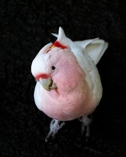 Pink Cockatoo