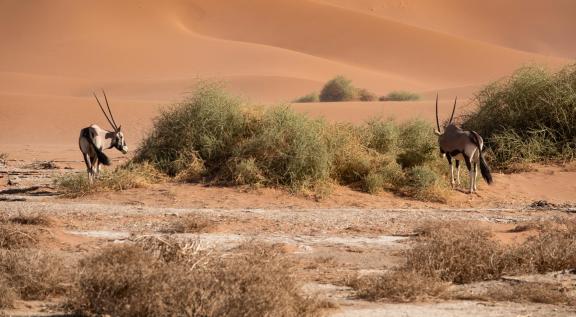 Oryx in desert