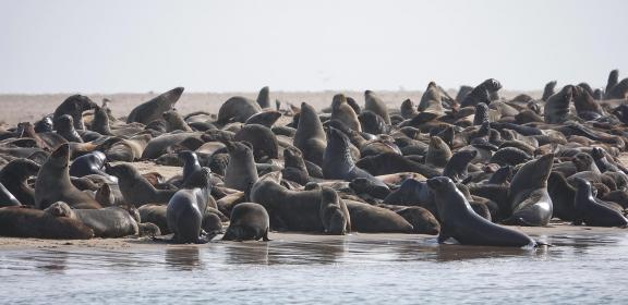 Sea lions_3