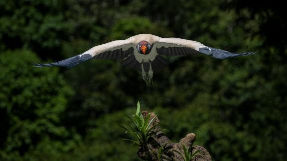 King Vulture In Flight