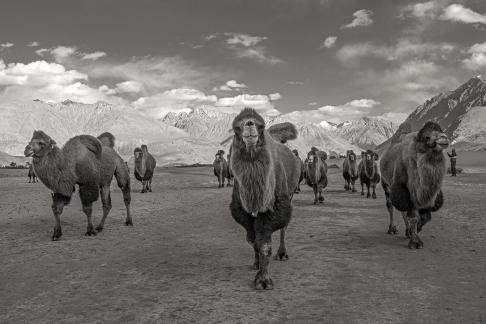 Camels at Nubra