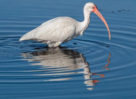 Ibis with Water Drop