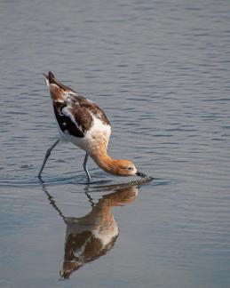 American Avocet Drinking