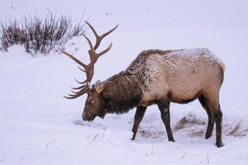 Elk on Swan Flats