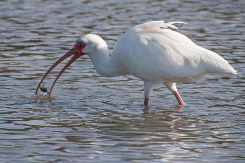 Ibis with small crab