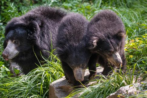 Sloth bear cubs