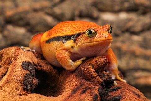 Tomato frog II