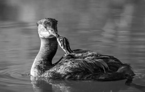 Red-necked grebe Baby 27