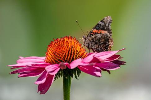 Moth having meal