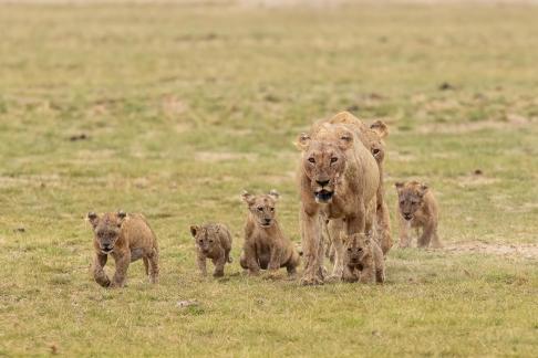 Mother and Cubs 4