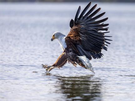 Fish eagle 8383