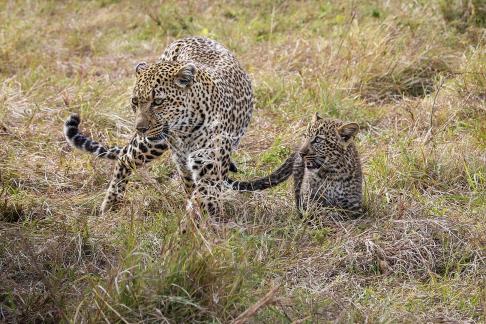 Leopard and cub 8049