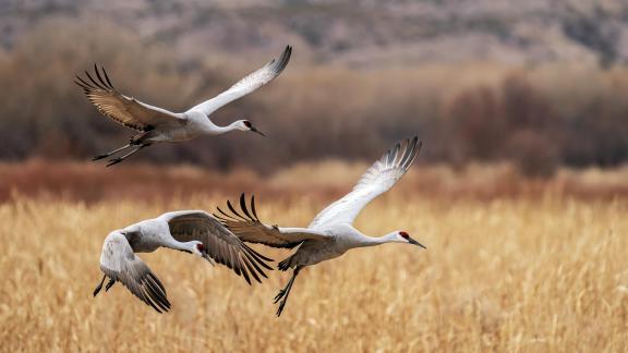 Crane Trio Descending