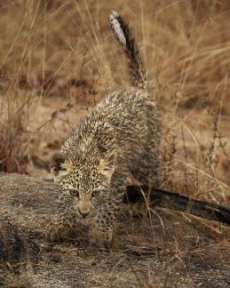 Damp Leopard Cub Playing Alone