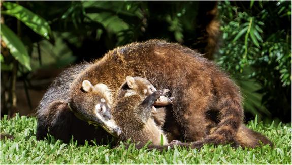 Coati Mom Grooms Pup