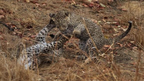 Leopard Cubs Wrestling 24 01