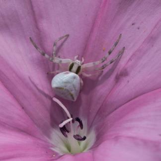 IN THE CENTER OF THE FLOWER