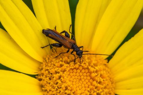 BEETLE ON YELLOW FLOWER