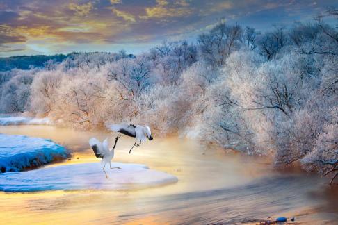 Two red-crowned cranes shouting