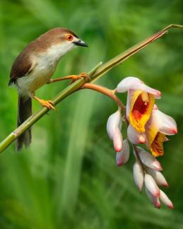 A bird and flowers