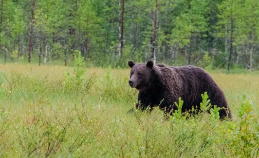 Bear in the swamp